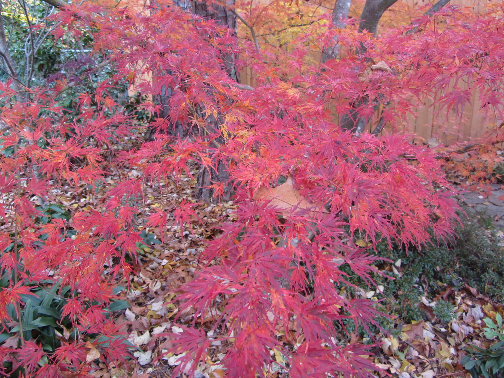 NOV Japanese maple.JPG